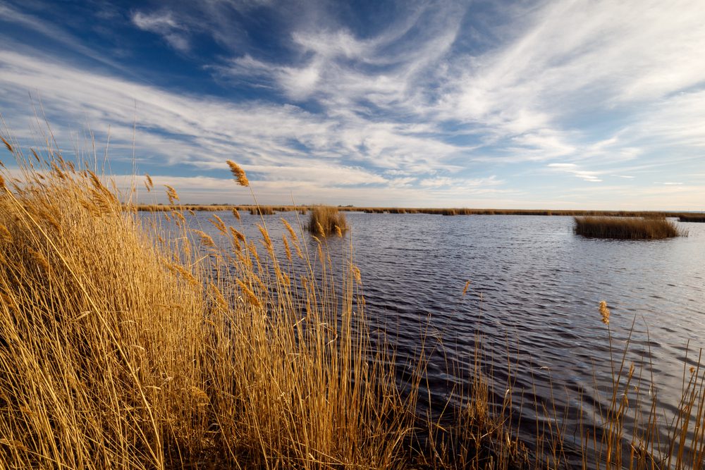 Reed,At,Lake,Neusiedl,Under,Blue,Sky,In,Summer